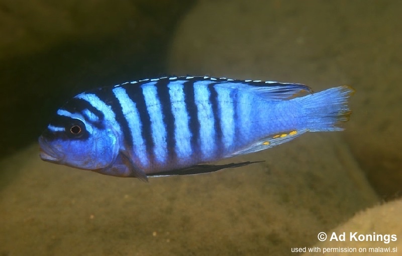 Maylandia fainzilberi 'Ruarwe'